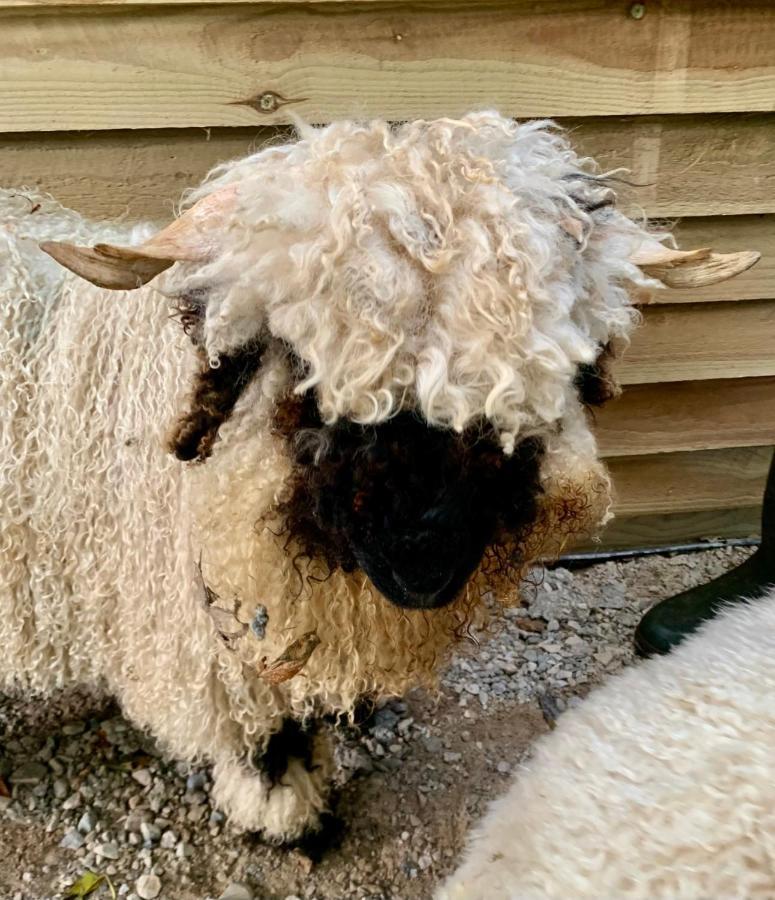 因弗戈登 Delny Glamping And Farm Animals酒店 外观 照片