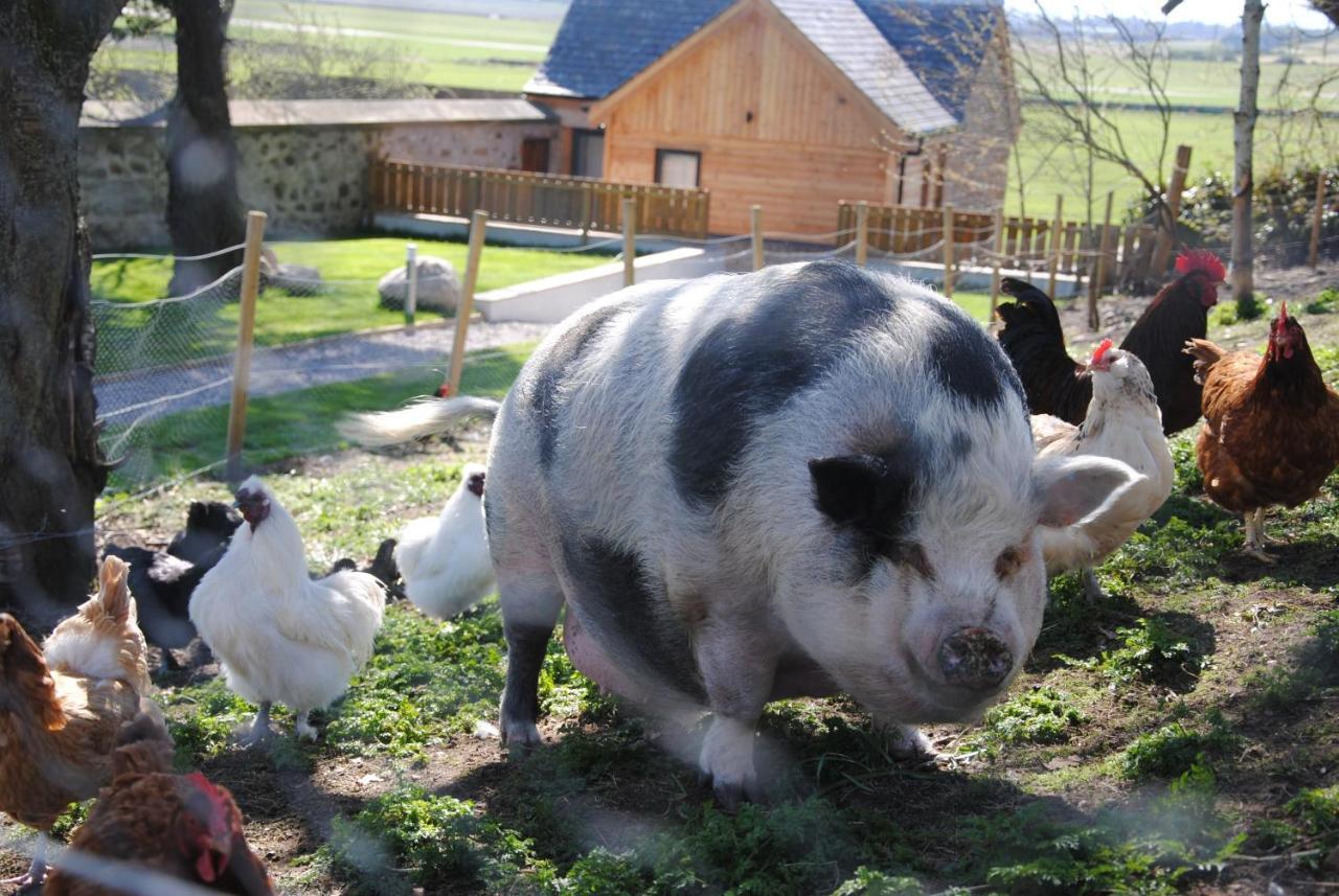 因弗戈登 Delny Glamping And Farm Animals酒店 外观 照片