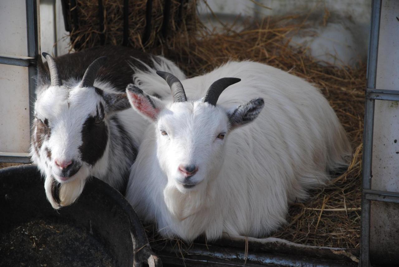因弗戈登 Delny Glamping And Farm Animals酒店 外观 照片