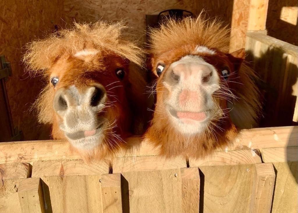 因弗戈登 Delny Glamping And Farm Animals酒店 外观 照片